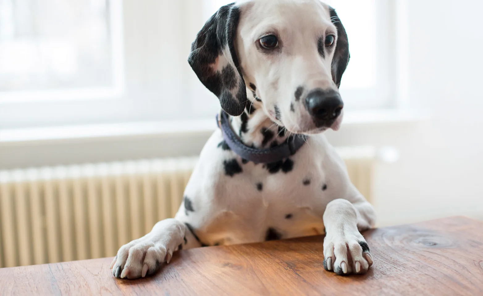 Dalmatian with paws on top of table